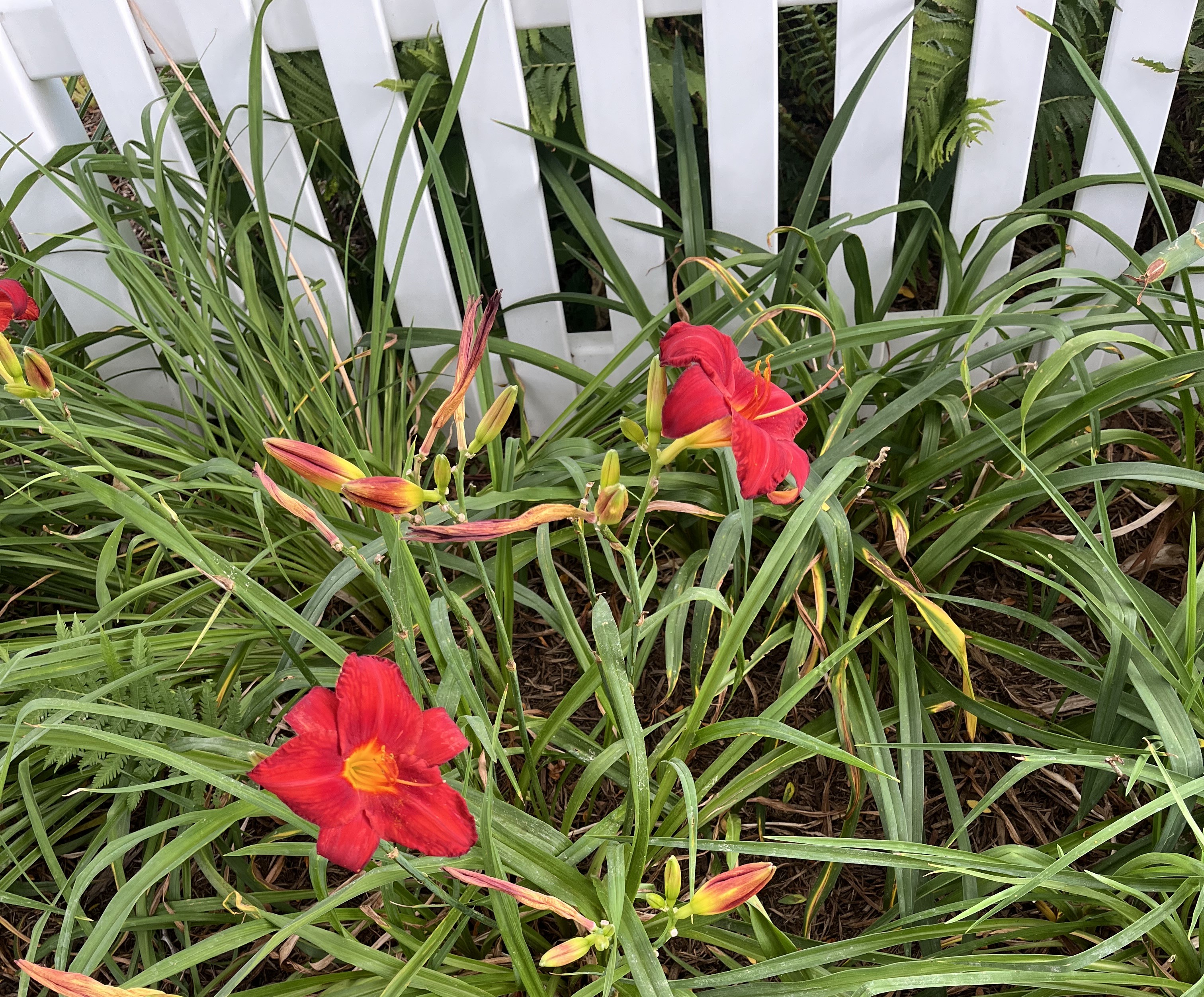 Daylily flowers blooming along a white fence.